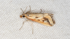 Achyra massalis