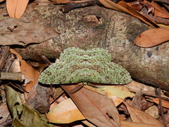Ophthalmitis herbidaria