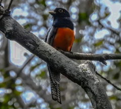 Trogon surrucura