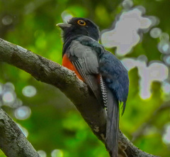 Trogon surrucura