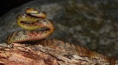 Boiga