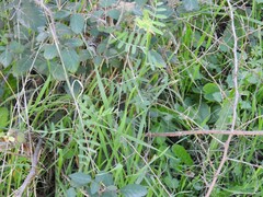 Vicia villosa