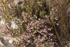 Erica umbelliflora