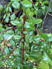 Cotoneaster dammeri