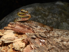 Boiga