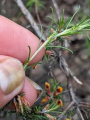 Pultenaea laxiflora