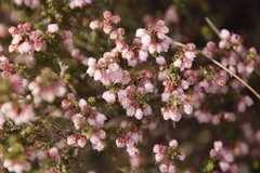 Erica umbelliflora