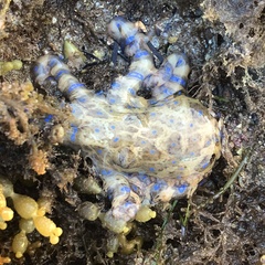 Hapalochlaena maculosa