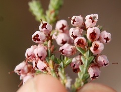 Erica umbelliflora