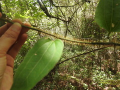 Smilax moranensis