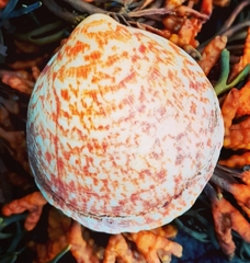Glycymeris glycymeris