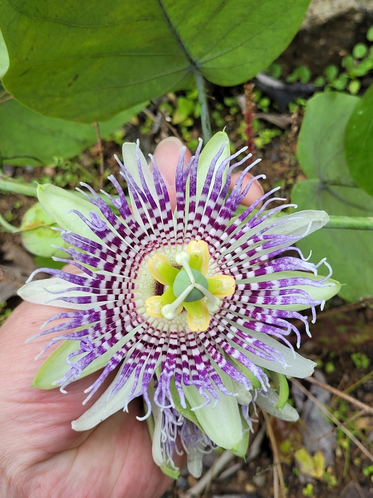 Sweet granadilla (Passiflora ligularis)