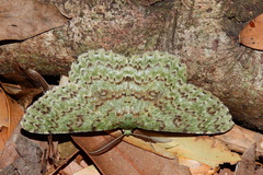 Ophthalmitis herbidaria