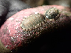 Ischnochiton comptus