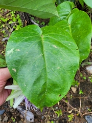 Passiflora ligularis