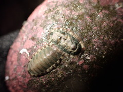 Ischnochiton comptus