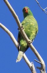 Trichoglossus chlorolepidotus