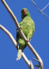 Trichoglossus chlorolepidotus