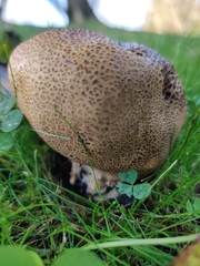 Scleroderma verrucosum