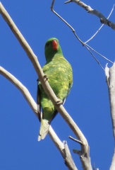 Trichoglossus chlorolepidotus