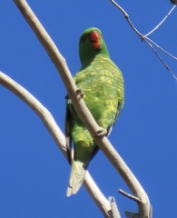 Trichoglossus chlorolepidotus