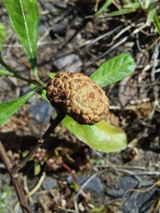 Asphondylia dodonaeae