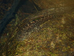 Sucker-Belly Loach photo 2