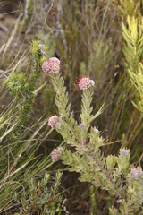 Leucospermum wittebergense