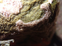 Styelidae