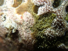 Styelidae