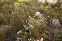 Leucospermum wittebergense