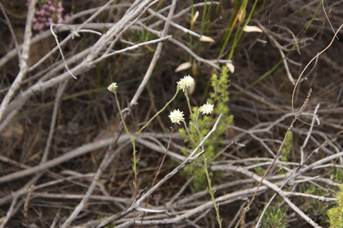 Image of Phyllopodium elegans by (c) Tony Rebelo, some rights reserved (CC BY-SA)