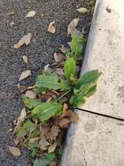 Lactuca virosa