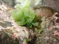 Ulvaceae