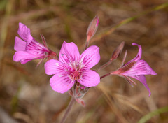 Pelargonium rodneyanum