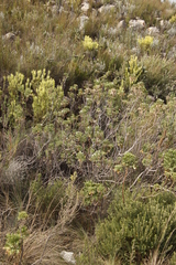 Pelargonium ribifolium