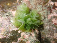 Ulvaceae