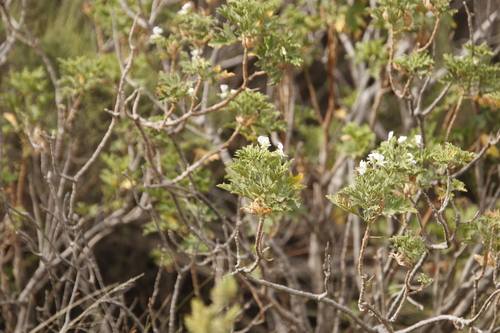 Image of Pelargonium ribifolium by (c) Tony Rebelo, some rights reserved (CC BY-SA)
