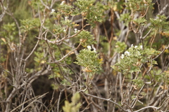Pelargonium ribifolium