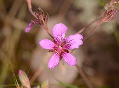 Pelargonium rodneyanum