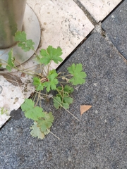Geranium rotundifolium