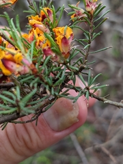 Pultenaea laxiflora