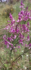 Comesperma ericinum
