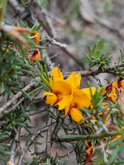 Pultenaea laxiflora