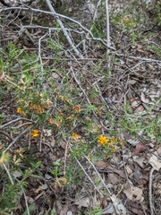 Pultenaea laxiflora