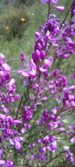 Comesperma ericinum