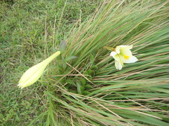 Lilium