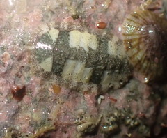 Ischnochiton comptus