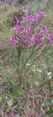 Comesperma ericinum
