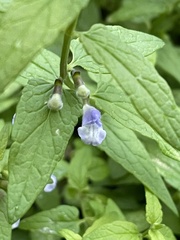 Scutellaria galericulata
